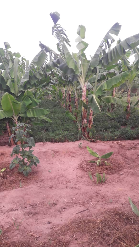 Banana Groves