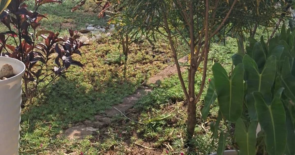 Tanga Garden