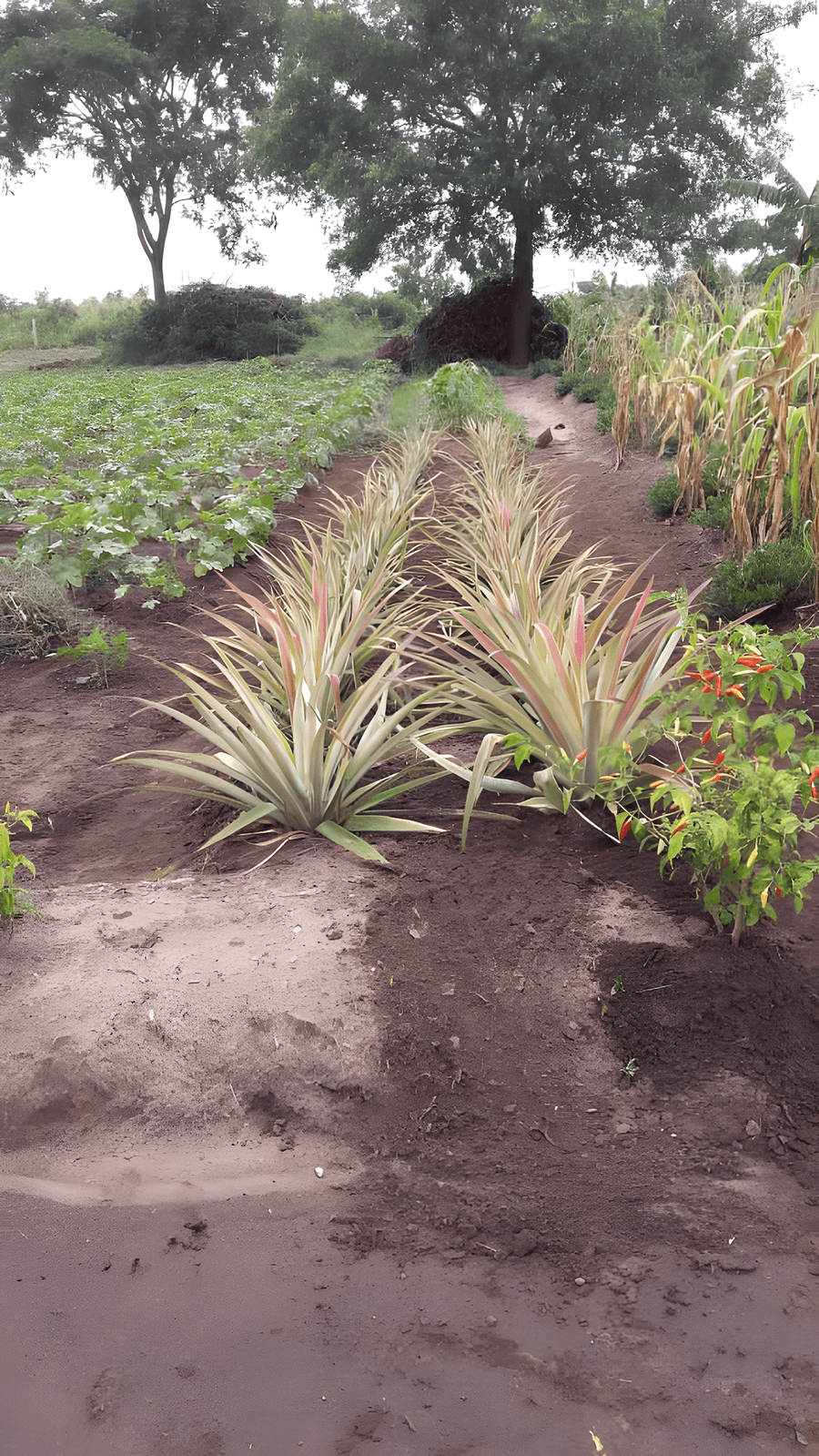Agritourism in Tanzania: A Complete Guide to Farm Tours at Tanga Banana Garden