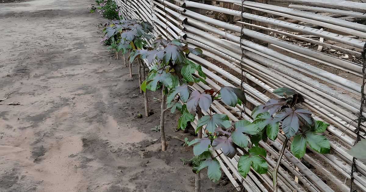 Eco Farm Tanga: School Trips, Gap Year, Family Picnics & Sustainable Travel